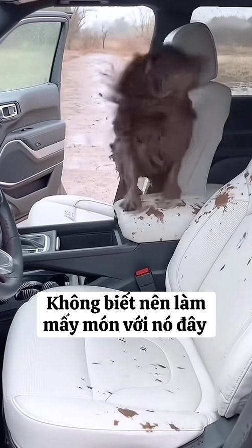 TikTok video thumbnail by 1405pet