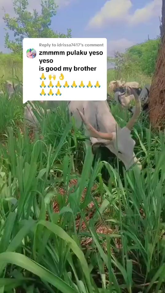 TikTok video thumbnail by umar.mohammed547