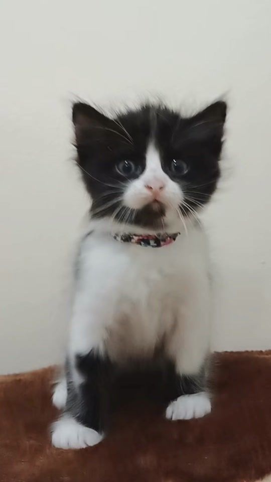 TikTok video thumbnail by rajaaramzi