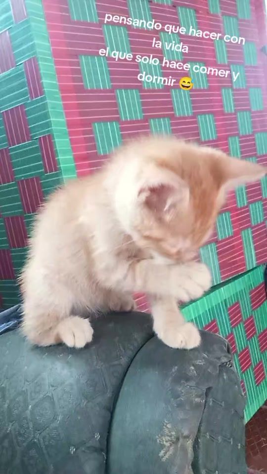 TikTok video thumbnail by ludibarreram