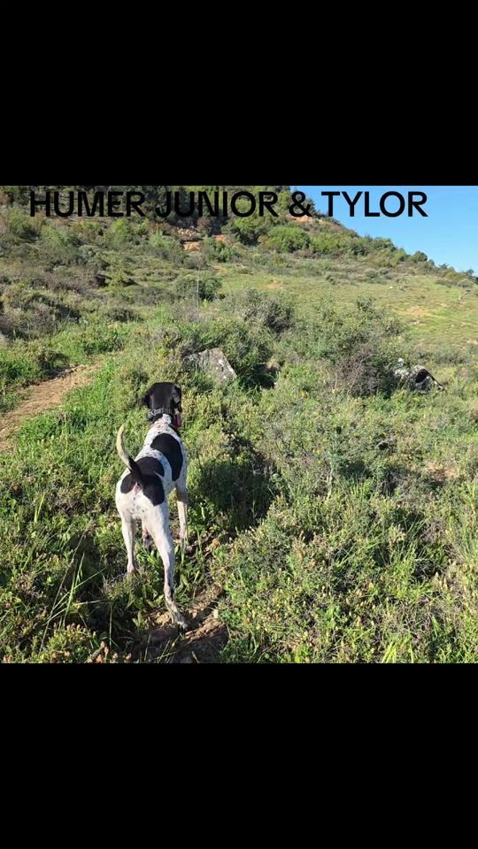 TikTok video thumbnail by delbasilisk_kennel