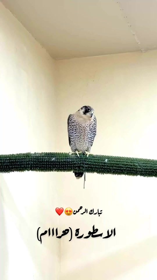 TikTok video thumbnail by tsqqa