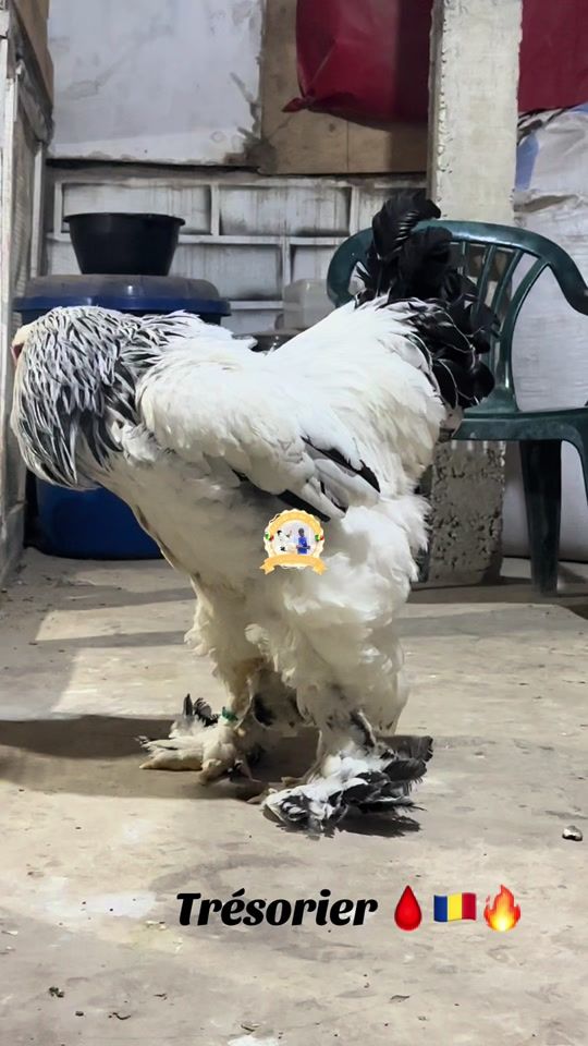 TikTok video thumbnail by baabou05.99