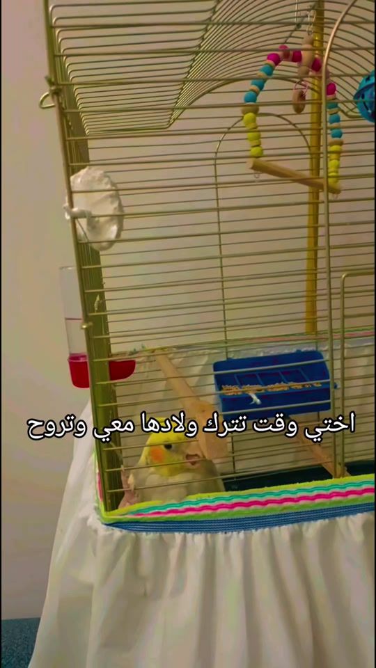 TikTok video thumbnail by sara.shamra