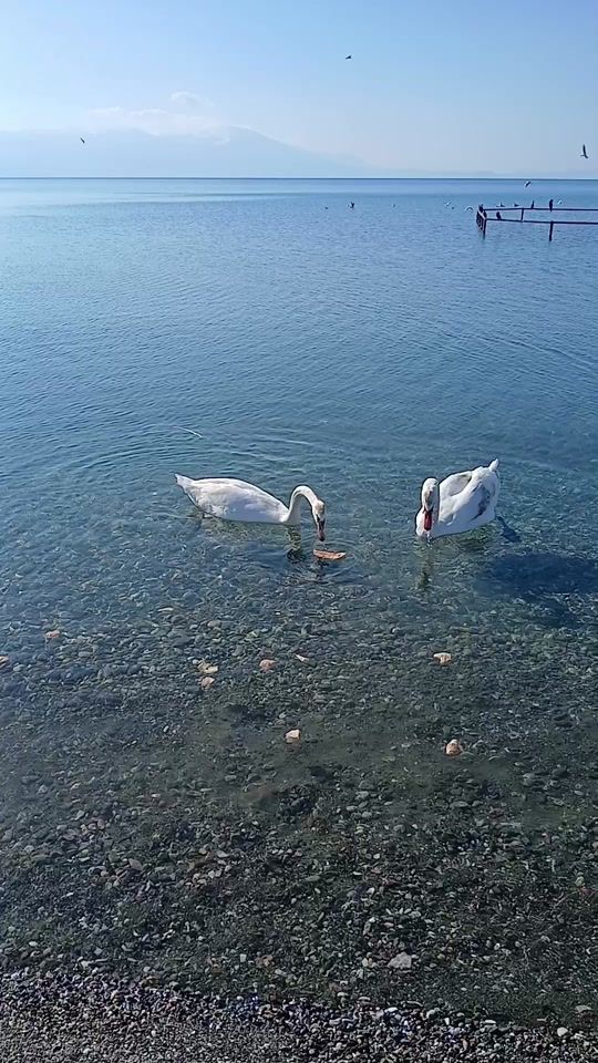 TikTok video thumbnail by sherif.hoxha