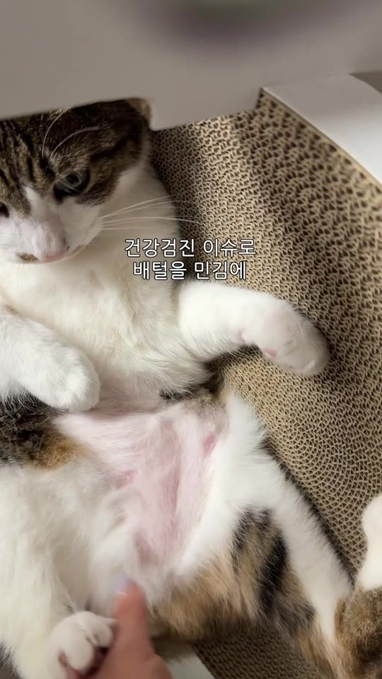 TikTok video thumbnail by ganher_cat