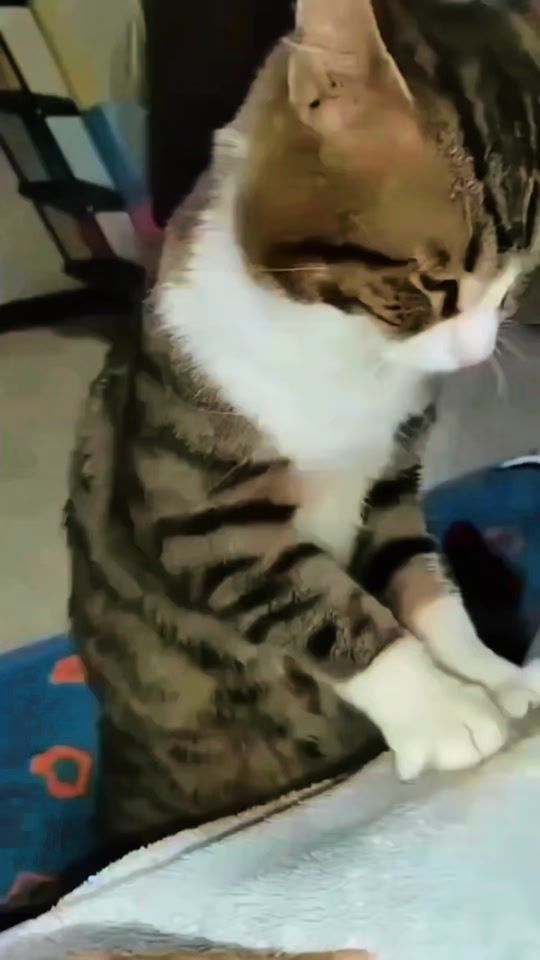 TikTok video thumbnail by kksmm