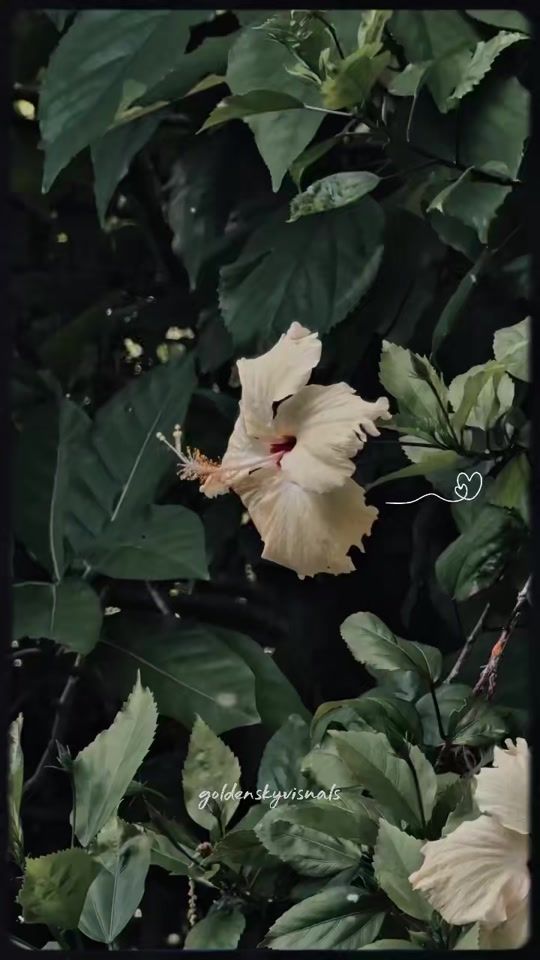 TikTok video thumbnail by goldenskyvisuals