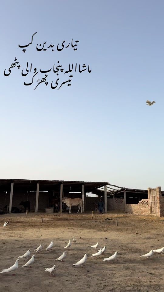 TikTok video thumbnail by junaidnizamani02