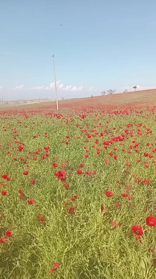 TikTok video thumbnail by zokirjon.tychiyev