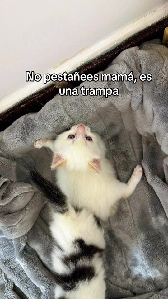 TikTok video thumbnail by lirisgaleano