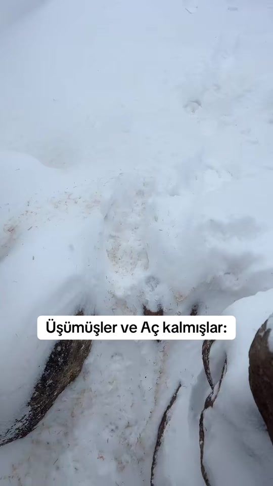 TikTok video thumbnail by saddam.1453