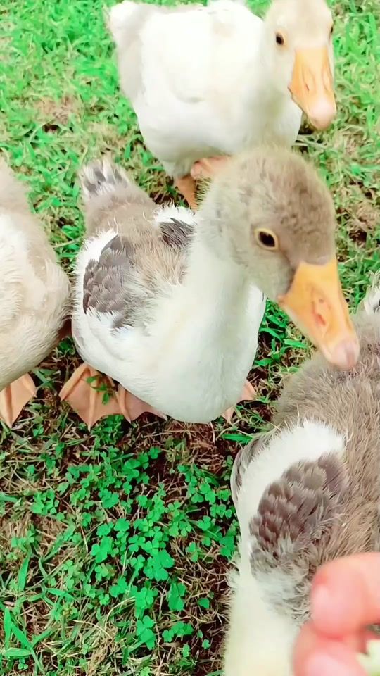 TikTok video thumbnail by gwhr26