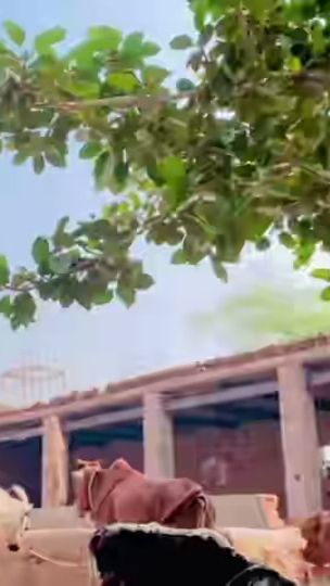 TikTok video thumbnail by musharafvirk2