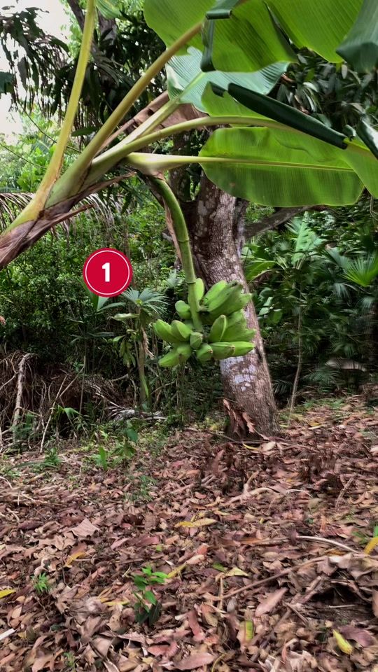 TikTok video thumbnail by blady.marquez