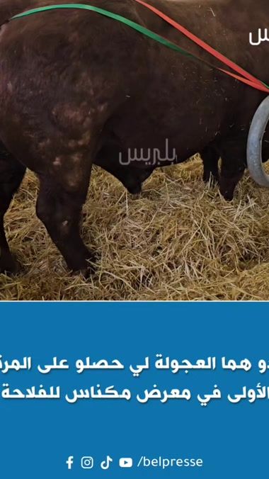 TikTok video thumbnail by belpresse