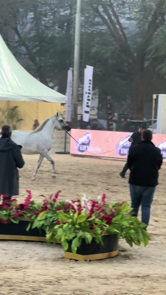 TikTok video thumbnail by horse_tent