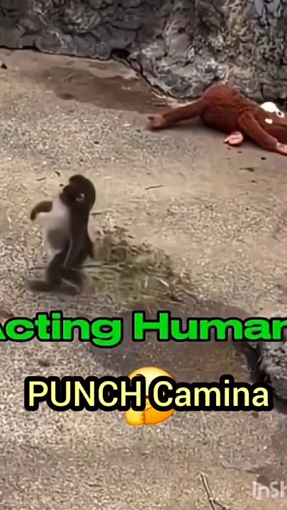 TikTok video thumbnail by yesnerthehawk