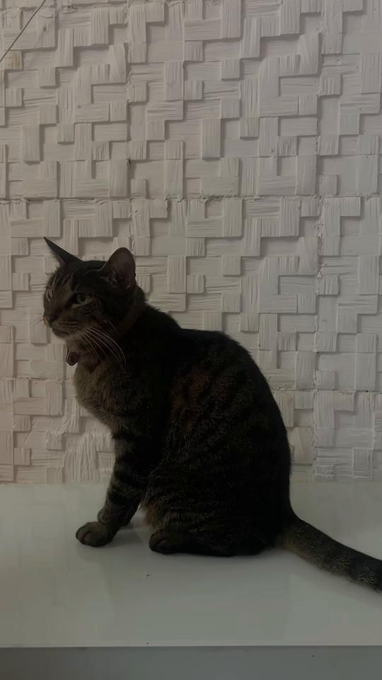 TikTok video thumbnail by sexteto4patas