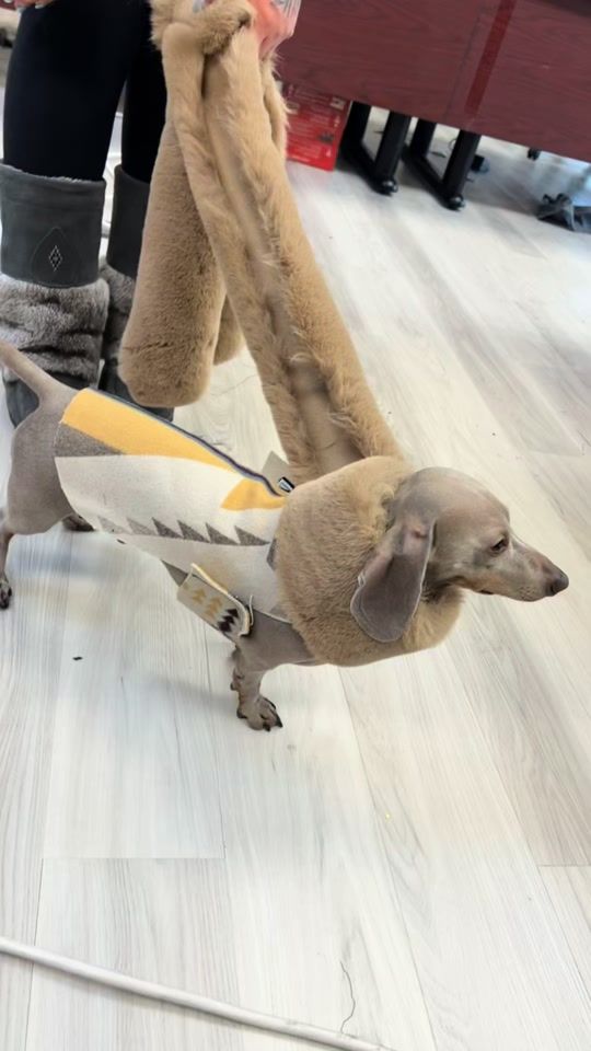 TikTok video thumbnail by steph_eagletail