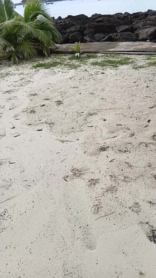 TikTok video thumbnail by native386