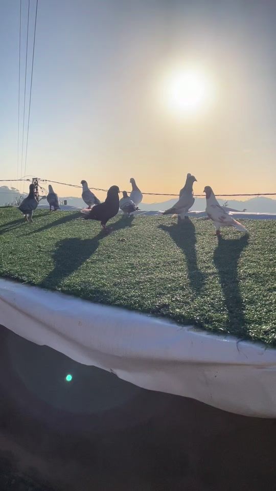TikTok video thumbnail by _animallife_