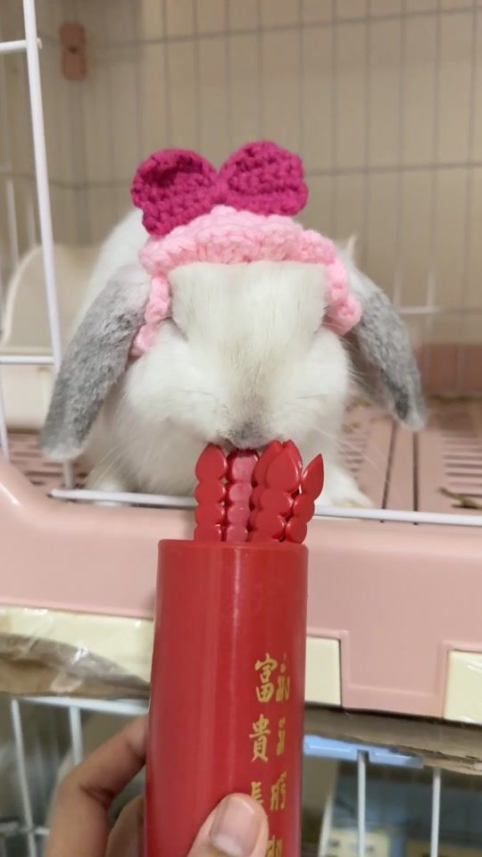 TikTok video thumbnail by sumo_salmon_sushi