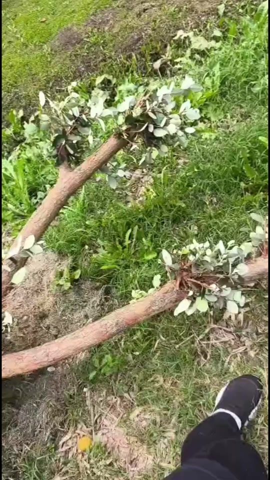 TikTok video thumbnail by carla.ruiz.86