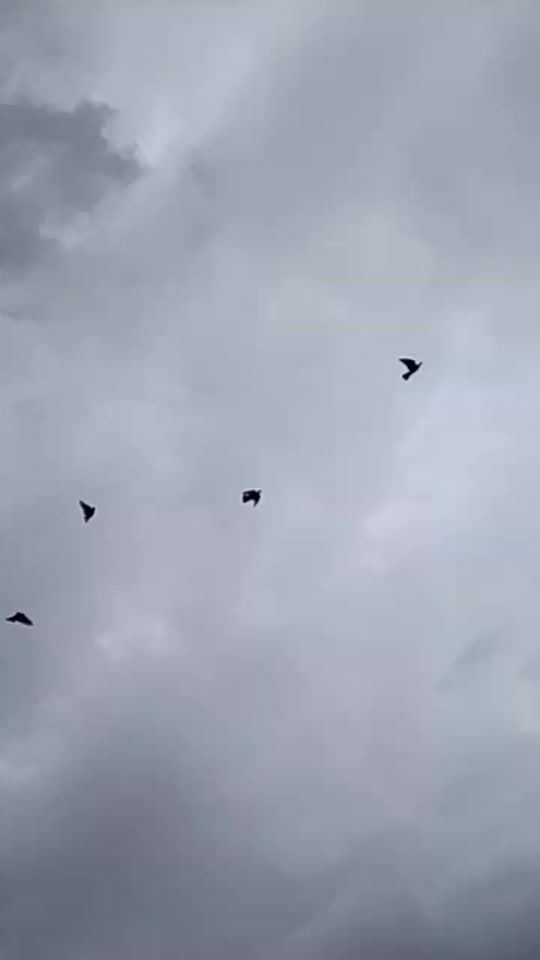 TikTok video thumbnail by dms753