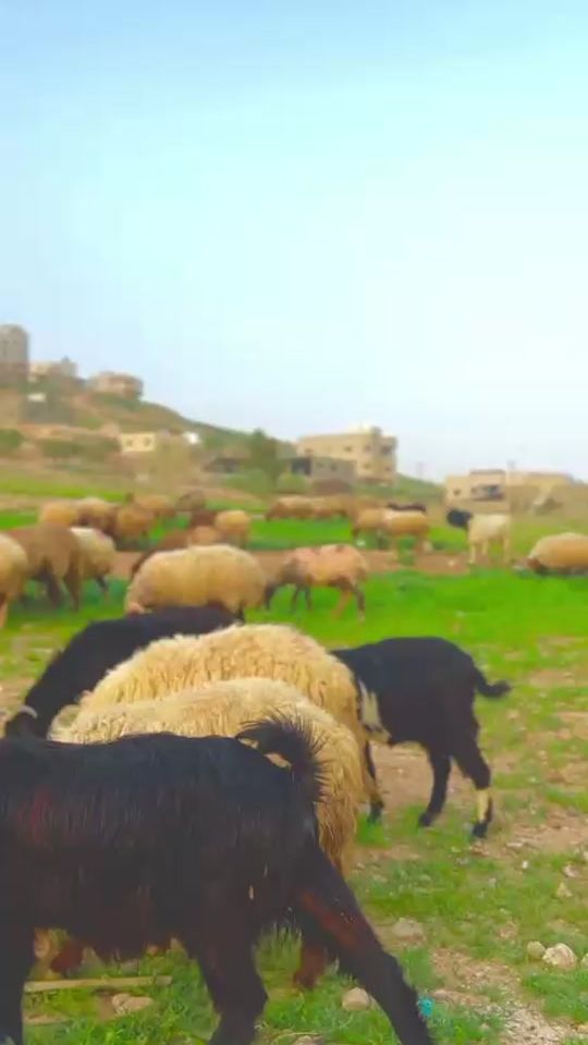 TikTok video thumbnail by 2king_kaa98_