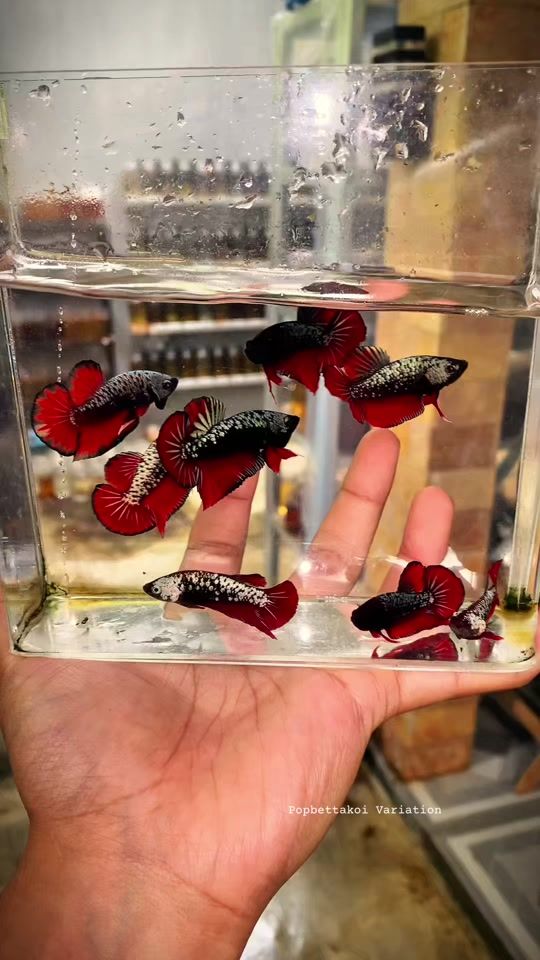 TikTok video thumbnail by popbetta.koi