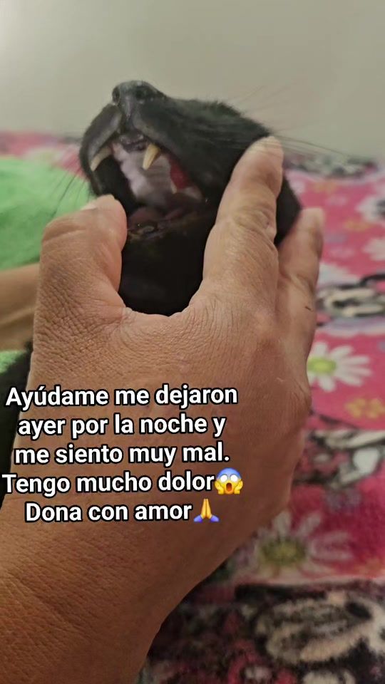 TikTok video thumbnail by mininos_felices