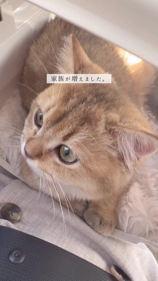 TikTok video thumbnail by asuka_mini