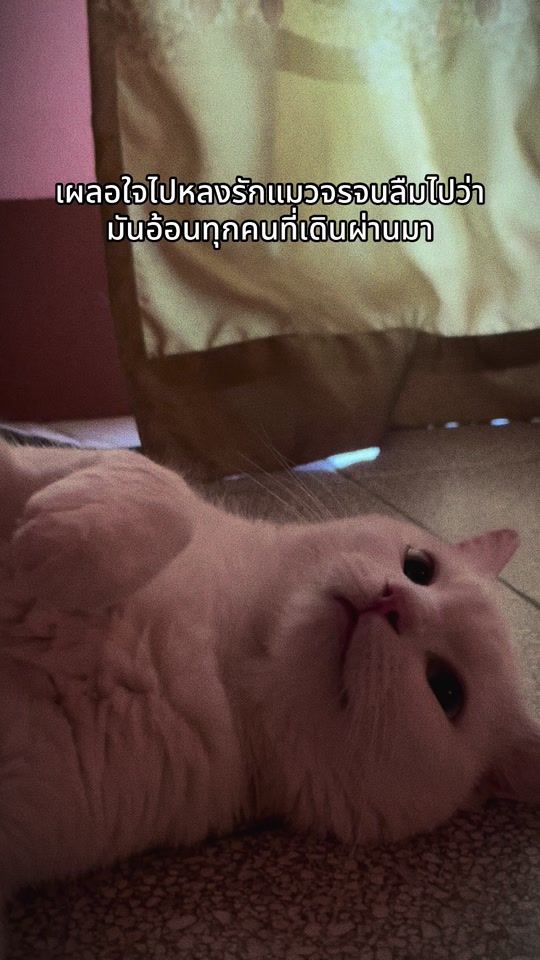 TikTok video thumbnail by meaow_maria