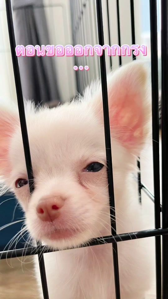 TikTok video thumbnail by sudsuay_dog