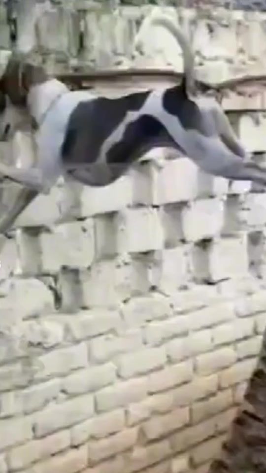 TikTok video thumbnail by _turbo_654
