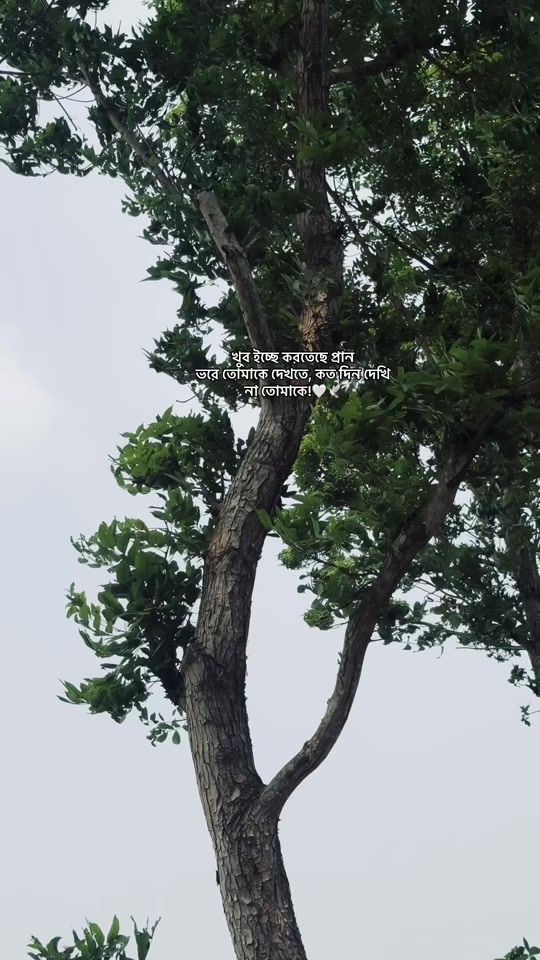 TikTok video thumbnail by abchaya_