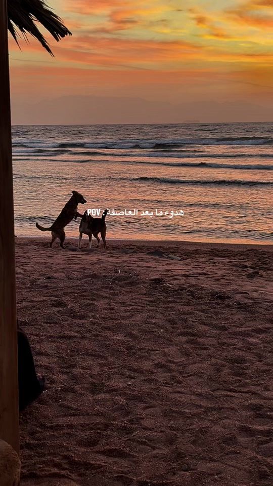 TikTok video thumbnail by salemalaa1