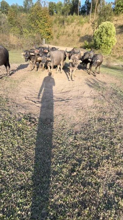 TikTok video thumbnail by .p.hatthaya55