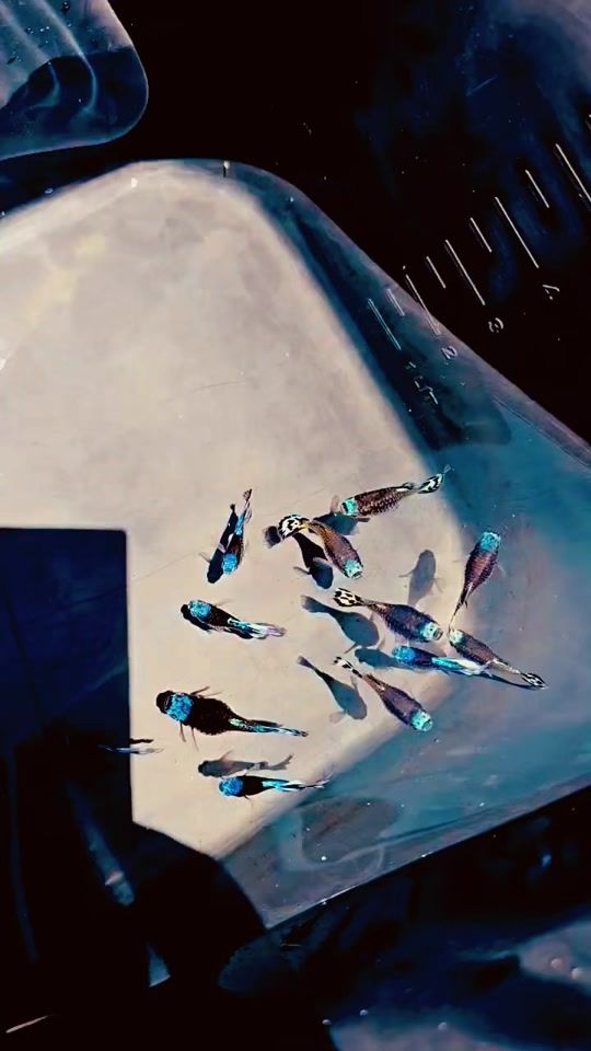 TikTok video thumbnail by m.tkoiguppy