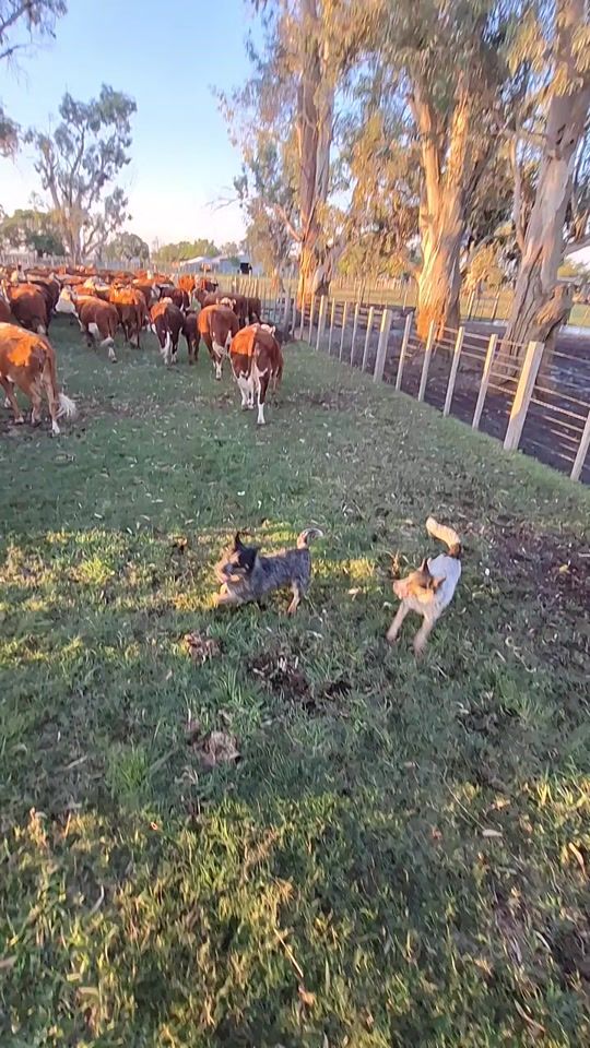 TikTok video thumbnail by gustavooo364