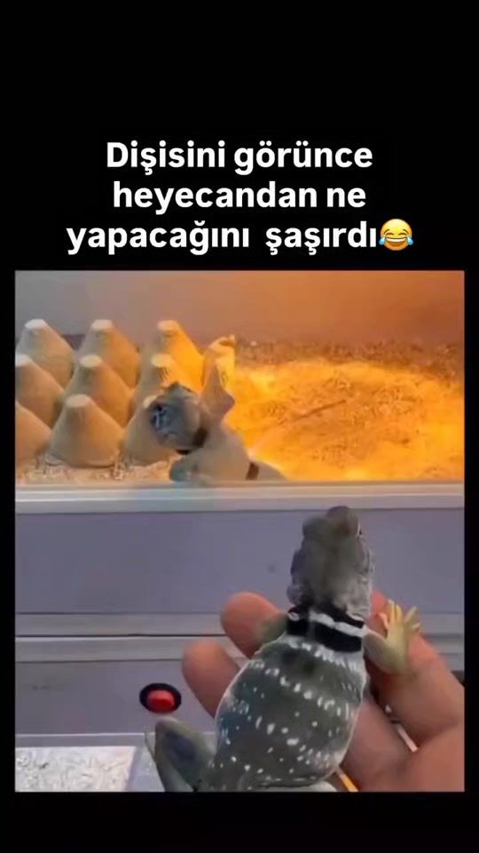 TikTok video thumbnail by ozsevgec686