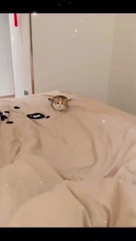 TikTok video thumbnail by user72034479544035
