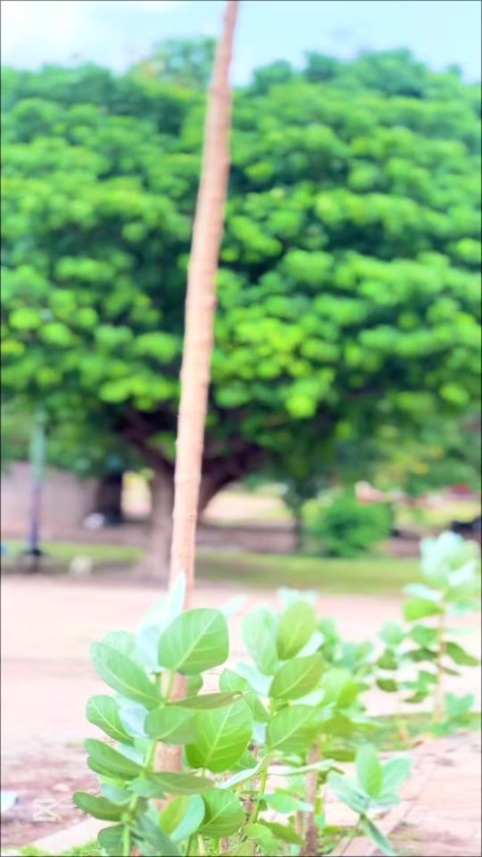 TikTok video thumbnail by afrosky54