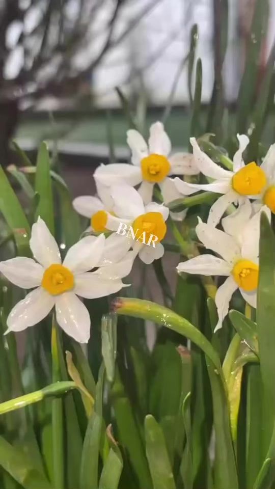 TikTok video thumbnail by bnarmuhsin829