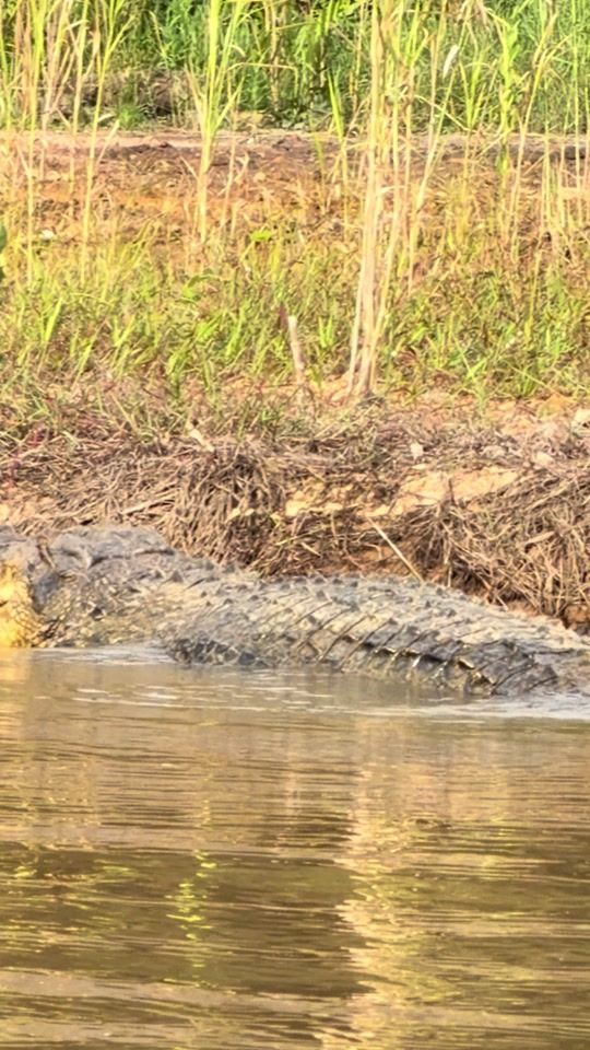 TikTok video thumbnail by crocodilewatchingmatara