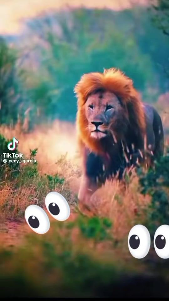TikTok video thumbnail by lili.martinez108