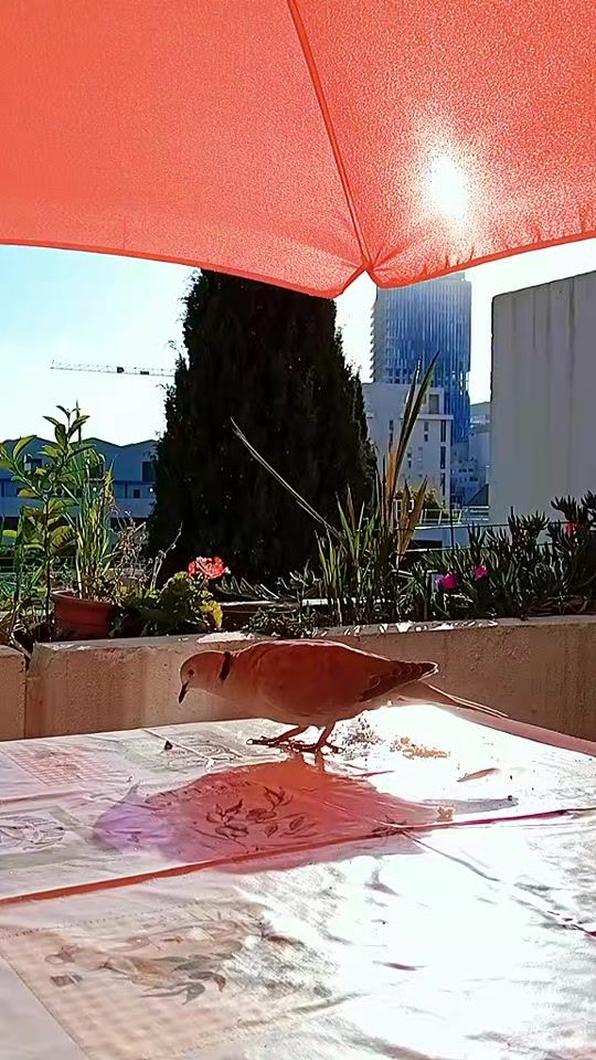 TikTok video thumbnail by 386___
