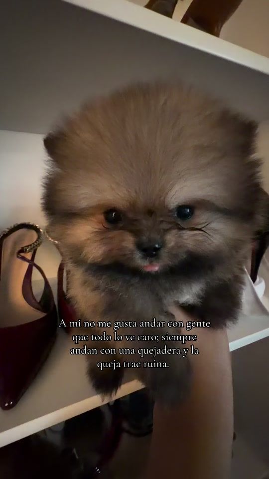 TikTok video thumbnail by ferrusquiaa