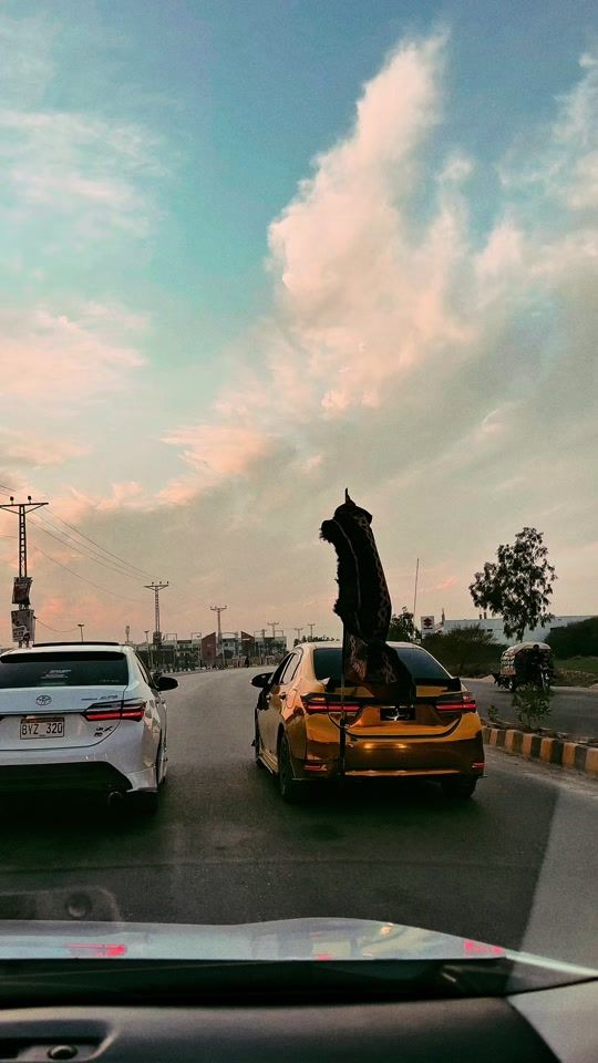 TikTok video thumbnail by petrol_head0